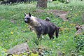 Brown hyena