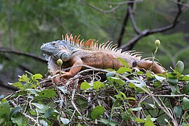 Iguana iguana