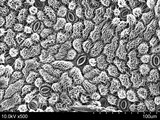 SEM image of stomata on the lower surface of a leaf