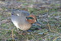 Green-winged teal Anas crecca