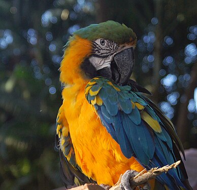 Blue-and-yellow macaw in the Botanical Garden of Guadeloupe, France