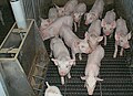 Salle de "post-sevrage" dans un élevage de porcs. L'élevage sur caillebotis et les nourrisseurs automatiques limitent le travail nécessaire. Remarquer la propreté et le fait, que les animaux (des hybrides) paraissent identiques.