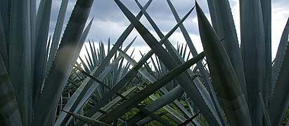 Agave tequilana