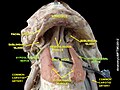 Hypoglossal nerve