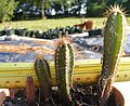 Cereus peruvianus, progrés de creixement