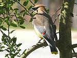 A crested brown bird with a black mask, yellow in the wings and tail and red-tipped wing feathers perches in a tree.