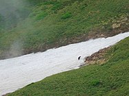 山頂から雪渓を渡る羆を眺める