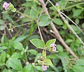 Mata pavo (Boerhavia diffusa)