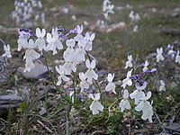 Linaria nigricans