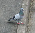 Rock pigeon Columba livia