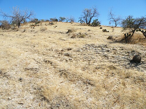 Plants growing in grasslands with oaks near Teotongo, Oaxaca