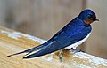 Barn swallow Hirundo rustica