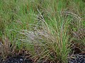 Yerba torcida (Heteropogon contortus)