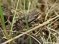 Bei der Kreuzotter (Vipera berus) grenzt das Frontale nicht direkt an das Supraoculare.