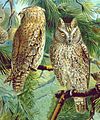 European scops-owl Otus scops