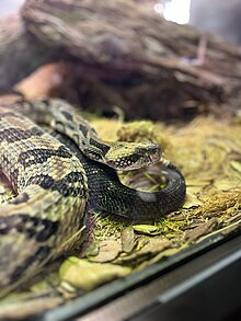 Timber rattlesnake at San Diego Zoo, showing strongly keeled dorsal scales