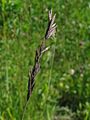 Festuca rubra