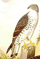 European honey-buzzard Pernis apivorus