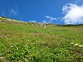 悪沢岳のお花畑