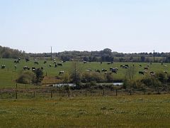 Photographie en couleurs d'un troupeau de bovins dans des prés limités par des haies et des bosquets.