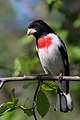 18. Rózsásmellű magvágó (Pheucticus ludovicianus) — hím, Kanada, Cap Tourmente Nemzeti Park (javítás)/(csere)