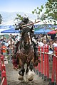 El caballo en la guerra realizado en conjunto por el Equipo 3 de WC17