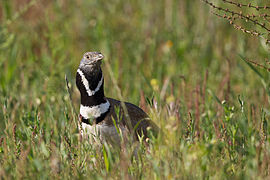 Vue de l'oiseau outarde canepetière au sol, cou et tête émergeant de la végétation