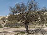 Apricot tree, Turkey