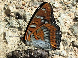 Fluturele mare al plopului (Limenitis populi)