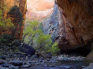 Virgin River Narrows