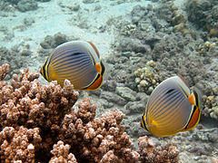 兩條三帶蝴蝶魚