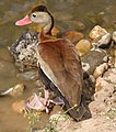 البط الصفار أسود البطن (Dendrocygna autumnalis)