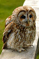 Tawny owl Strix aluco