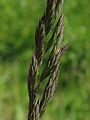 Festuca rubra, Detail