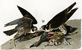 Peregrine falcon (Falco peregrinus)