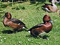 Ferruginous duck Aythya nyroca