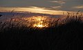 2015-03-12 The sun sets over the sand dunes at Seahouses.