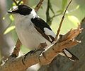 Collared flycatcher Ficedula albicollis