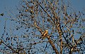 Red-shouldered hawk in the park