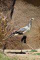 A secretary bird.