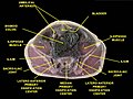 Sacroiliac joint. Deep dissection. Serial cross section.