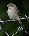 Spotted flycatcher Muscicapa striata