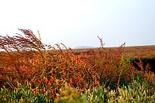 Orange-brown grasses bend in the wind on Lazzaretto Nuovo.