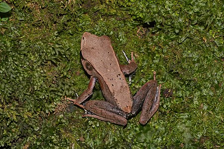 Clinotarsus curtipes (Bicolored frog)