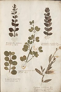 Herbarium, gemaakt door Bernardus Wynhouts in 1633.[6]