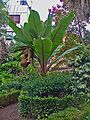 Ensete ventricosum