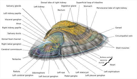 Anatomical diagram of a limpet, by KDS4444