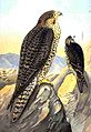 Lanner falcon Falco biarmicus