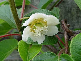 Kiivi (Actinidia deliciosa)