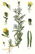 Linaria simplex